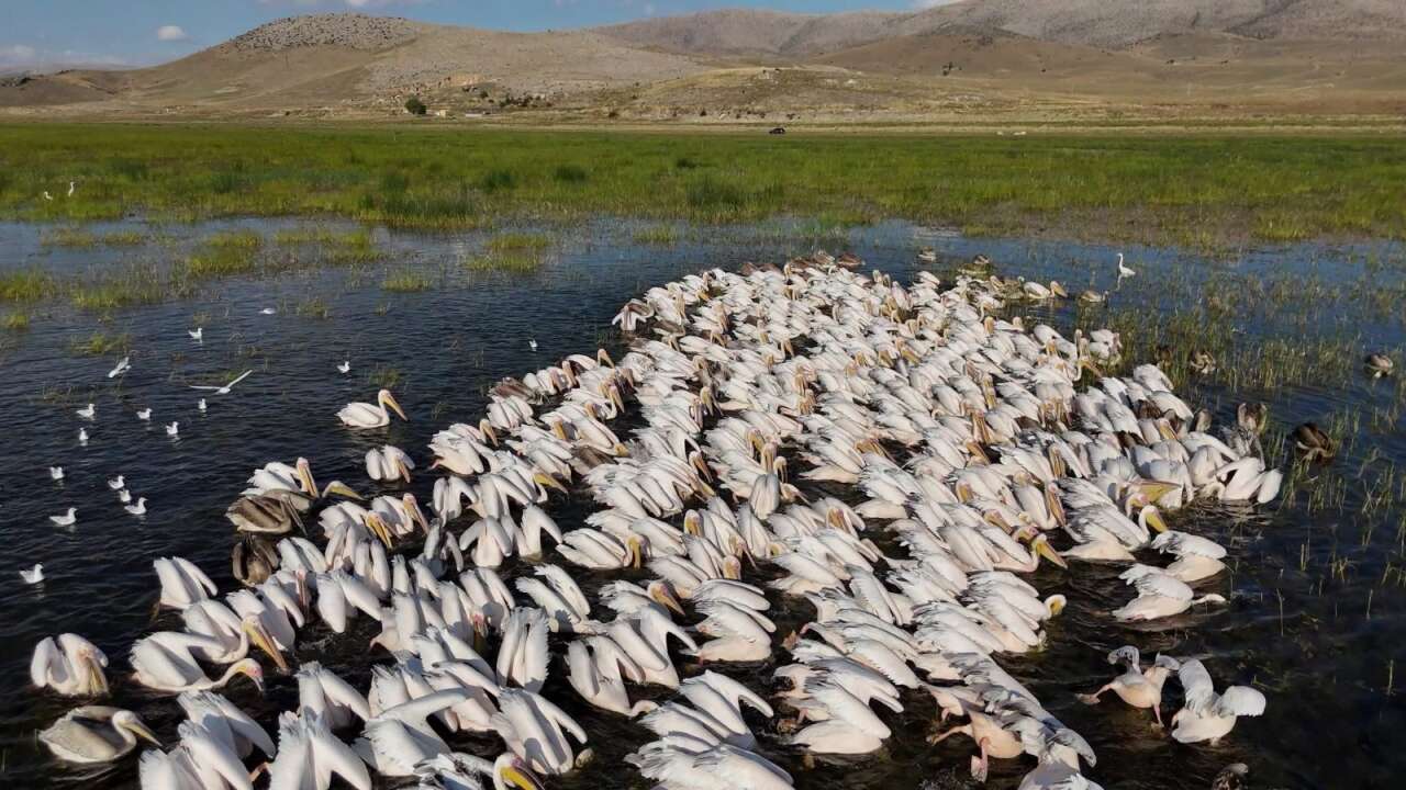 Gören Afrika sandı! Konya’da yüzlerce pelikan ünlü gölde böyle görüntülendi 8